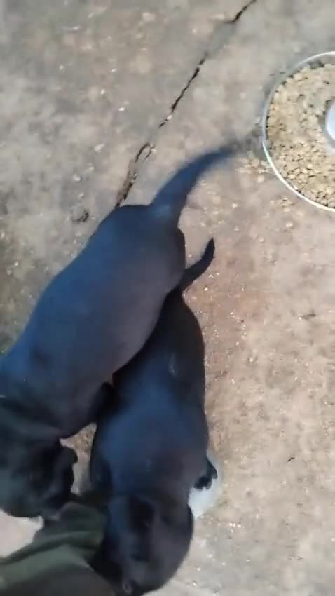 Labrador Retriever dogs for sale: Black Labradors puppies For Sale - Video 1