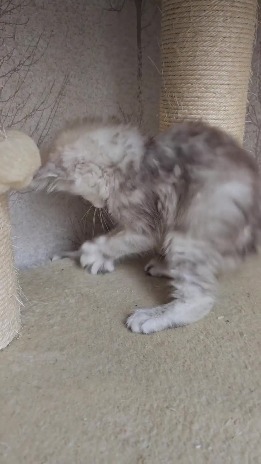 Maine Coon cats for sale: RARE Maine Coon Kittens Black Shaded  - Video 2