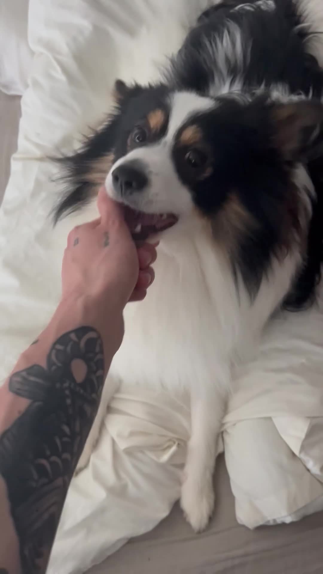 Pomeranian dogs for sale: Beautiful Pomeranian Boy - Video 1