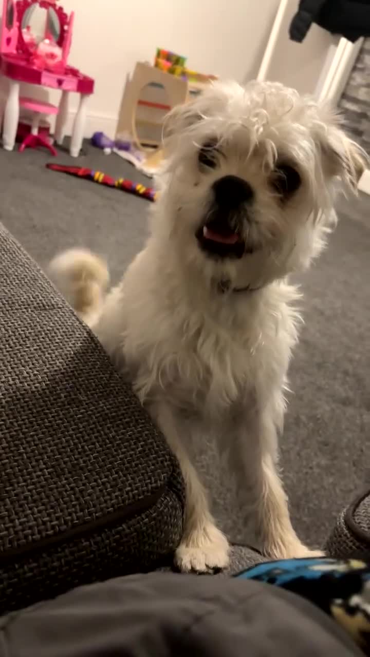 Morkie dogs for sale: Morkie (Maltese x Yorkie) - Video 2