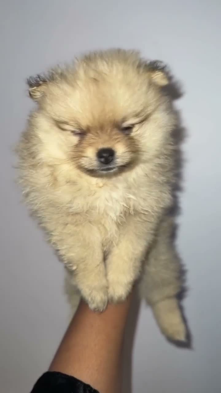 Pomeranian dogs for sale: ADORABLE POMERANIAN GIRL - Video 2