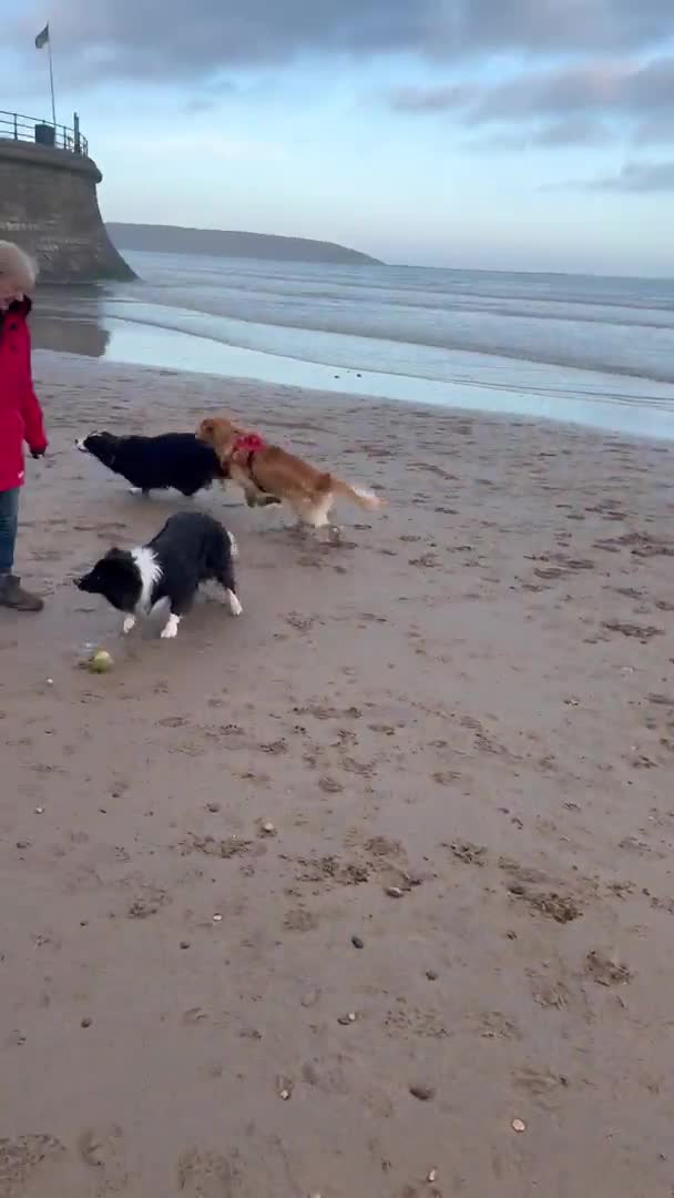 Golden Retriever dogs for stud: Proven Golden Retriever for Stud kC registered  in Doncaster - Video 1