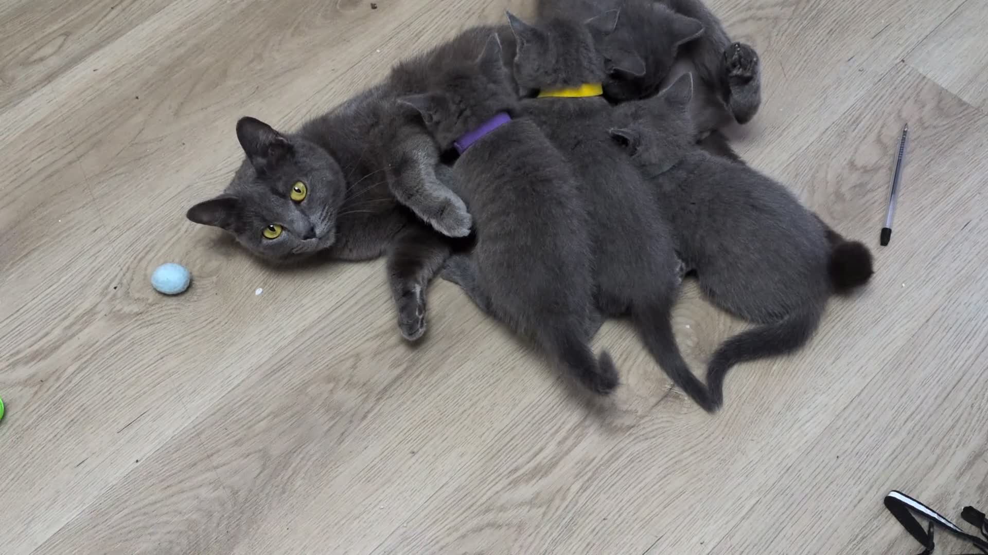 Russian Blue cats for sale: Beautiful russian blue kittens 4 girls ready now  - Video 3