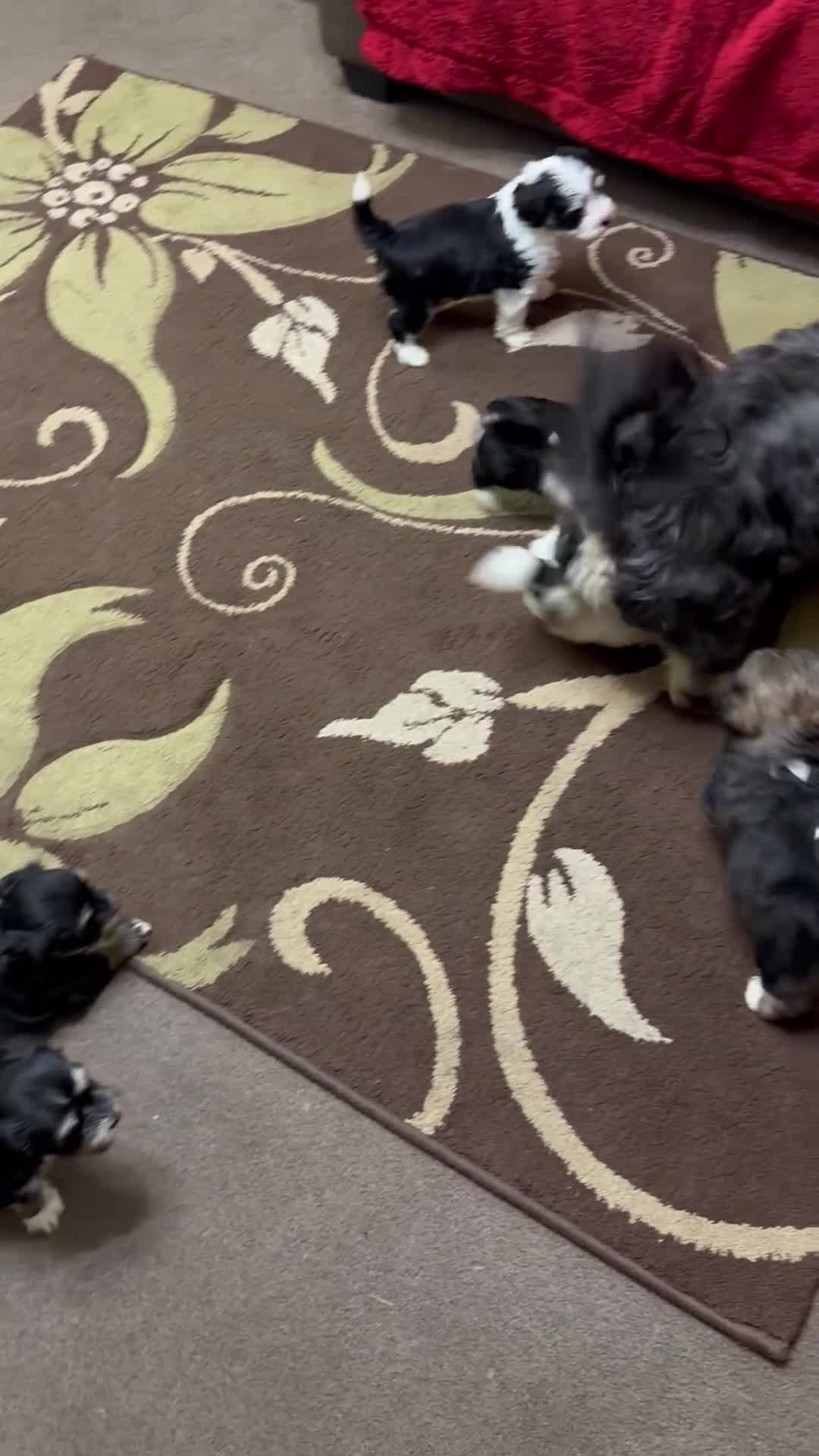 Havanese dogs for sale: Beautiful Havanese Puppies  - Video 1