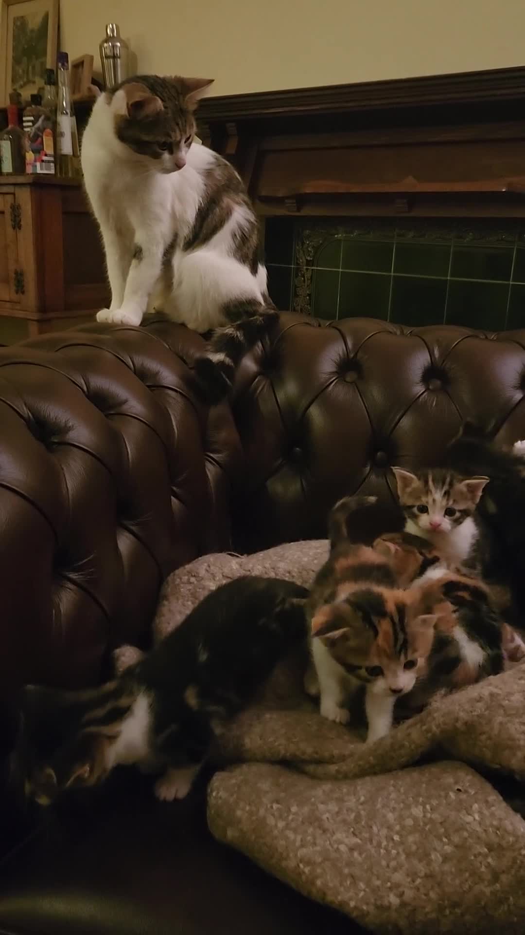 Mixed Breed cats for sale: Maine Coon / Norwegian Forest /  British Shorth X - Video 1