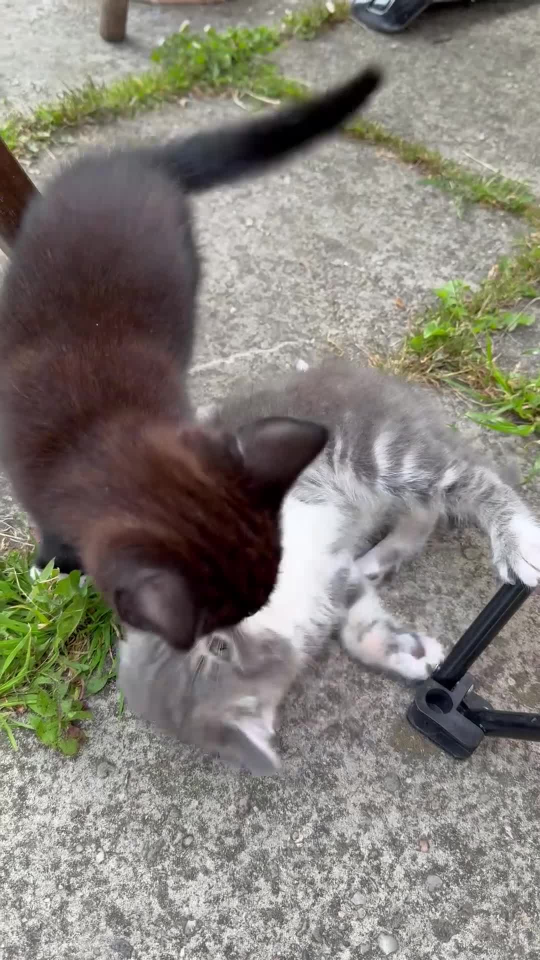 Mixed Breed cats for sale: Tabby  - Video 4