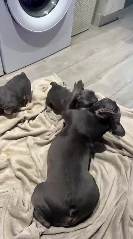 French Bulldog dogs for sale: French bulldog boy - Video 1