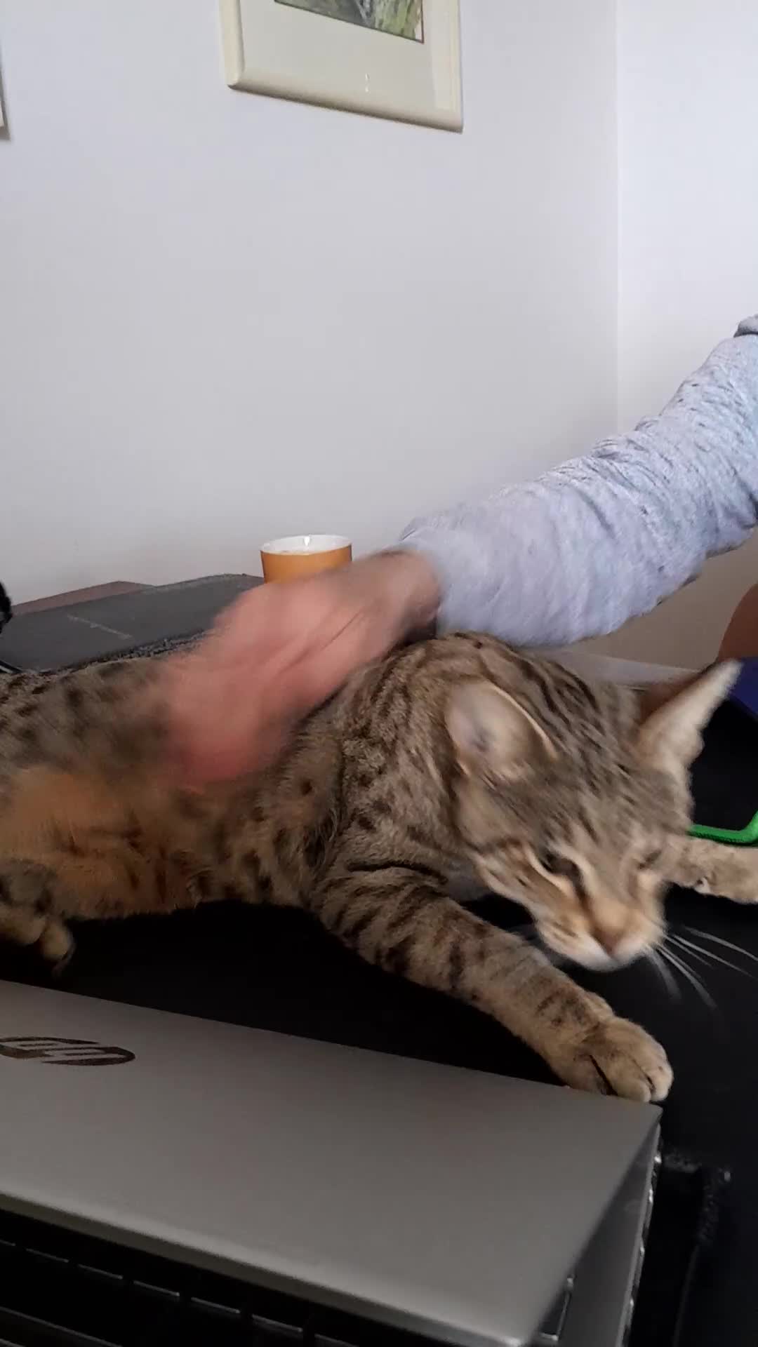 Savannah cats for sale: Beautiful F3 Pedigree Savannah Lady TICA Reg - Video 3