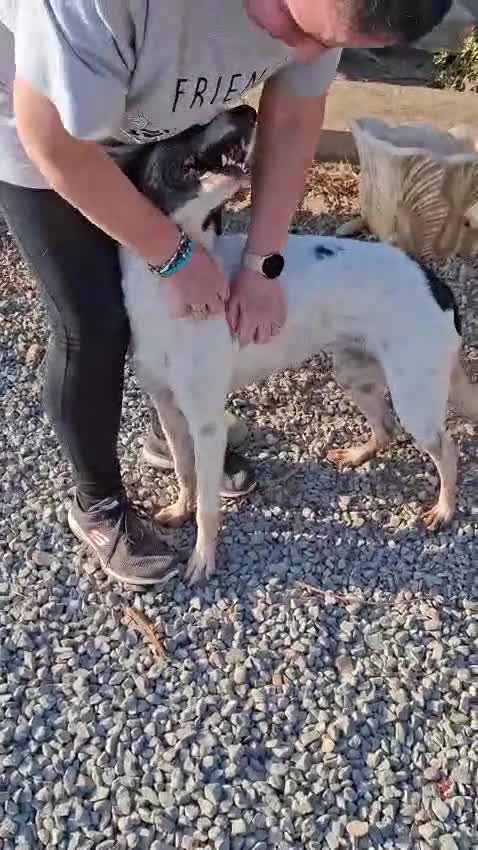 Mixed Breed dogs for adoption: Macy !  - Video 3