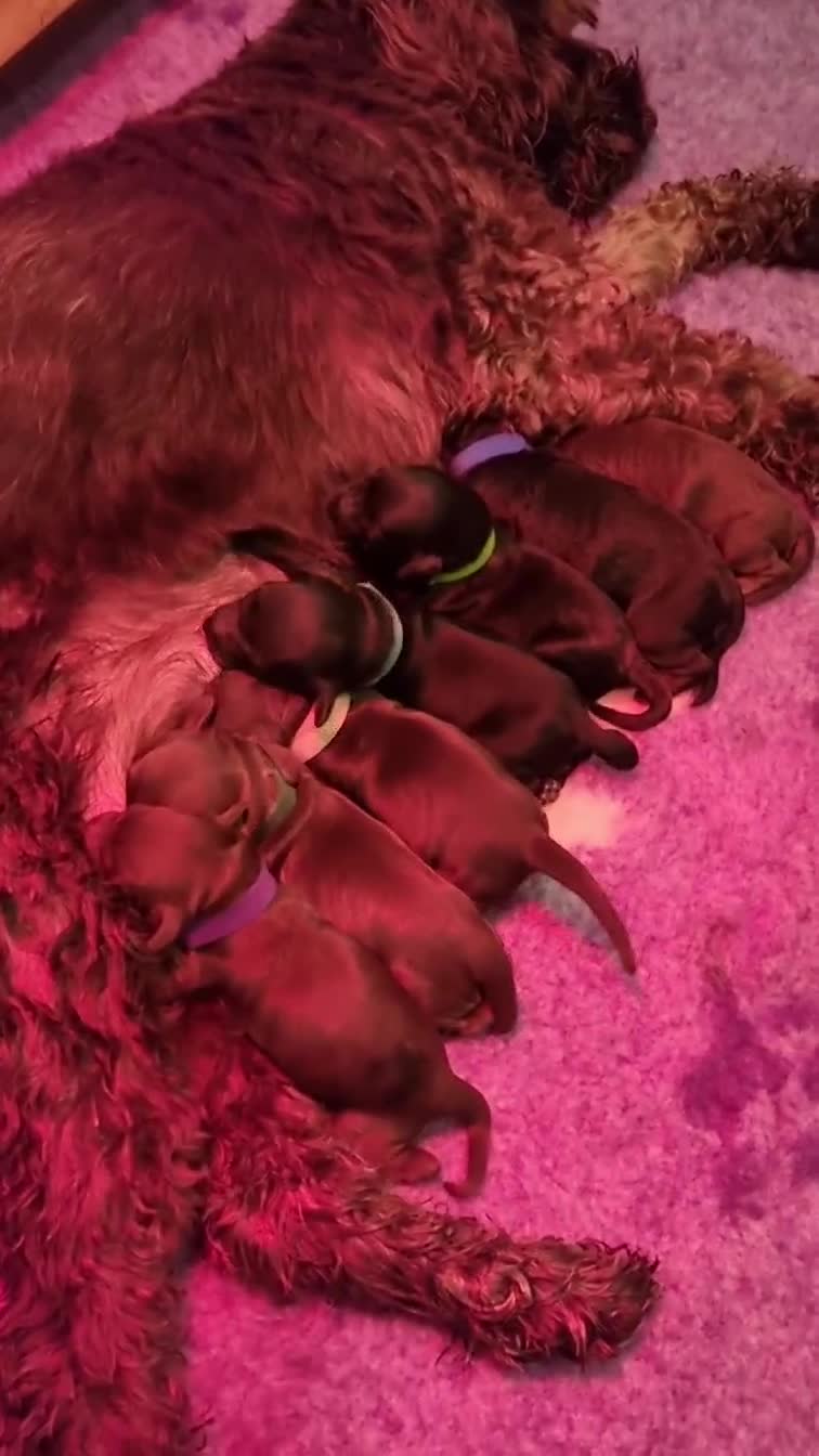 Cockapoo dogs for sale: F1b Cockapoo Puppies - Video 1