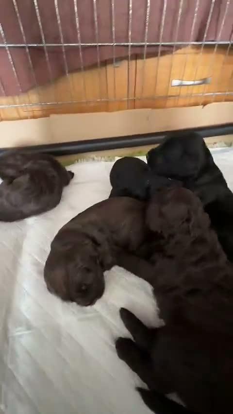 Cockapoo dogs for sale: Beautiful F2 puppies available to view and reserve - Video 1