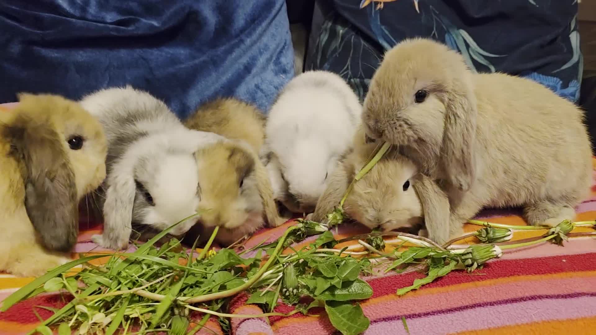 Mini Lop rabbits for sale: Beautiful mini lop babies - Video 1