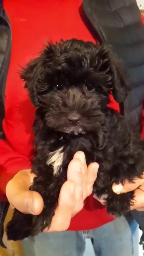 Mixed Breed dogs for sale: English Toy Terrier X Parti Colour Toy Poodle. in Wirral - Video 1