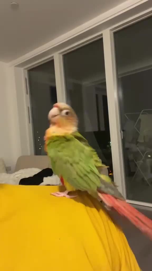 Conures birds for sale: Tamed Conure Parrot + large cage included in Kingston upon Thames - Video 2
