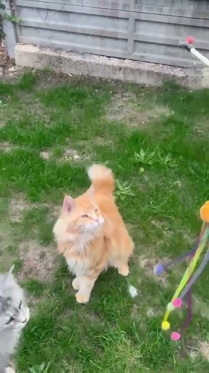 Maine Coon cats for sale: Registered Pedigree Maine Coon Female - Video 2