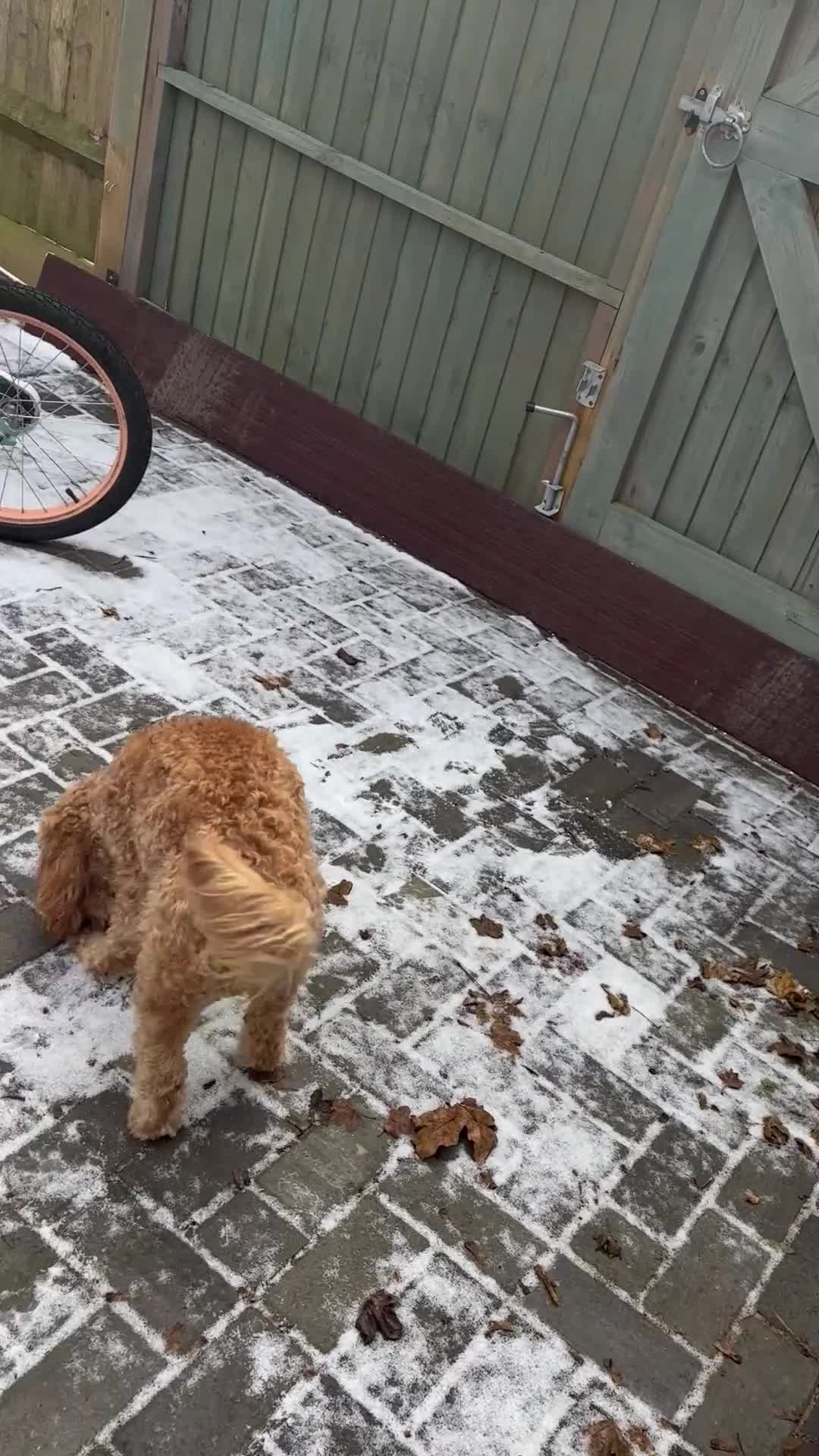 Cockapoo dogs for sale: Kids friendly Cute kind no shedding best dog ever - Video 1