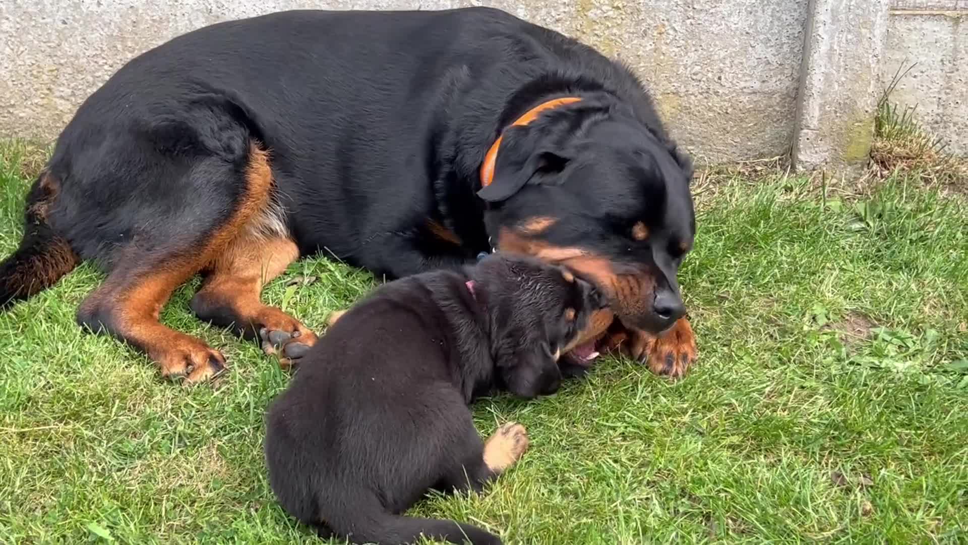 Rottweiler dogs for sale: Family bred and loved Rottweiller puppies - Video 1