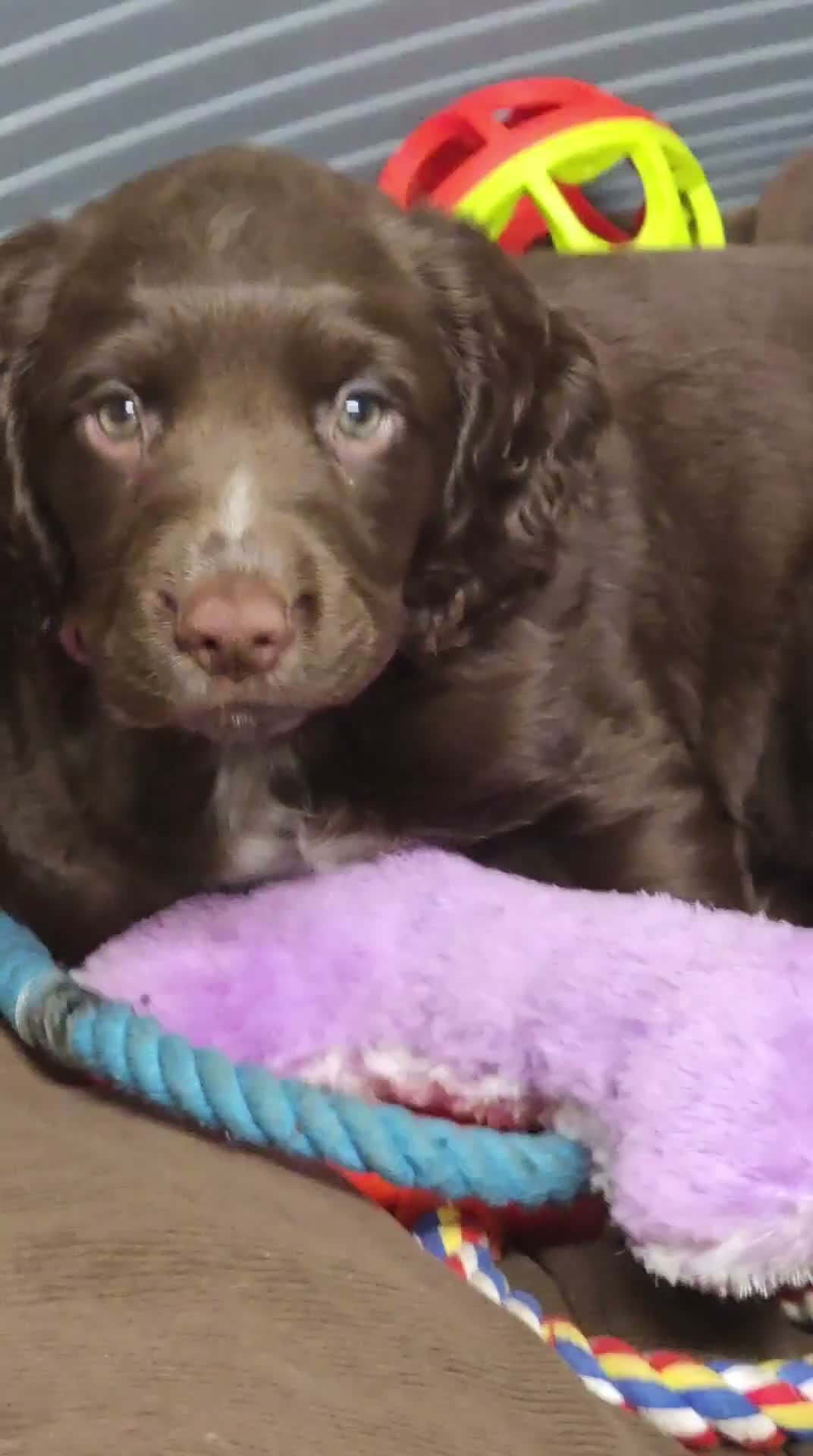 Cocker Spaniel dogs for sale: Rehoming working cocker spaniel  in Walsall - Video 1