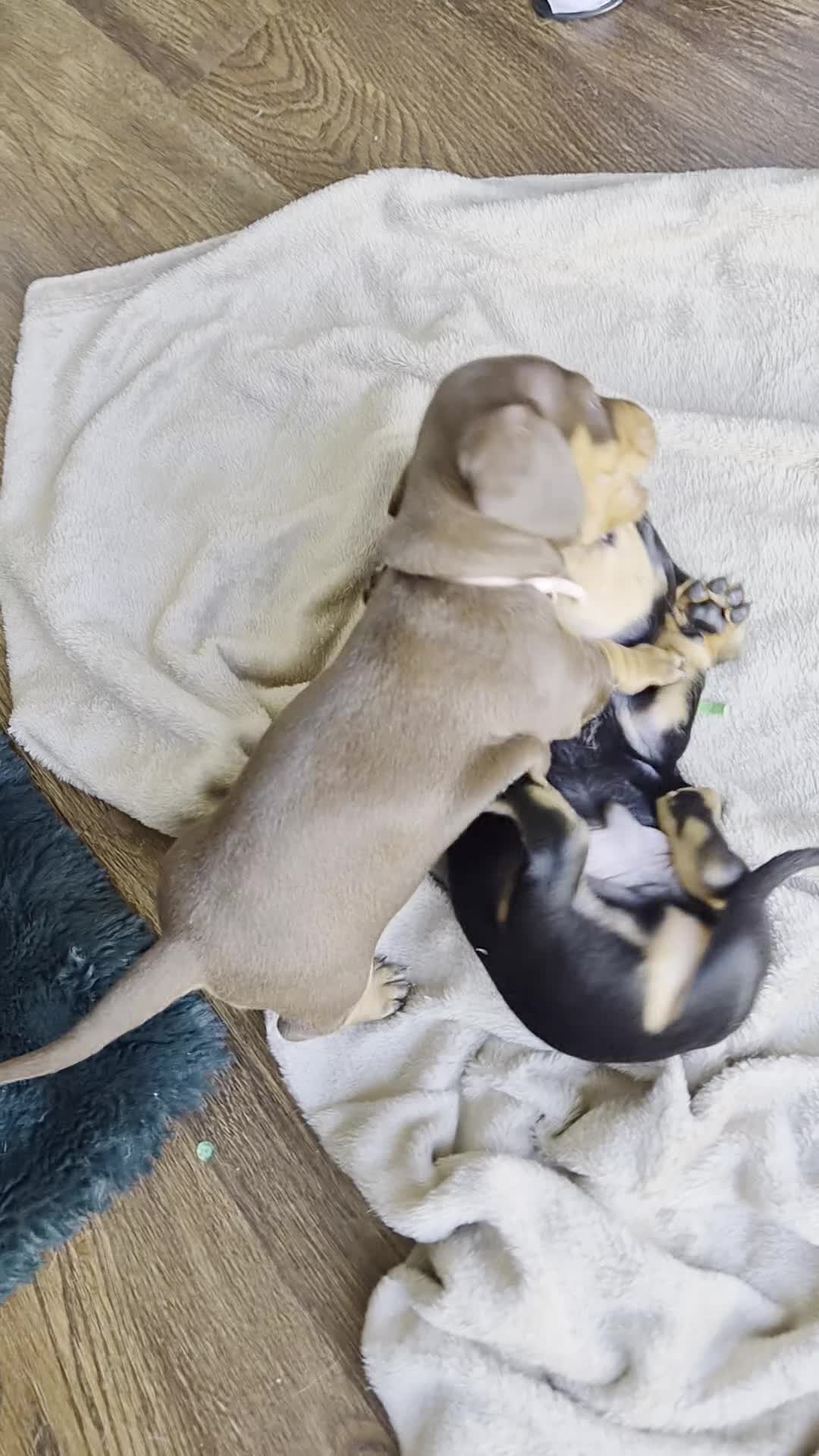 Miniature Dachshund dogs for sale: 1 boy black and tan minature left - Video 1
