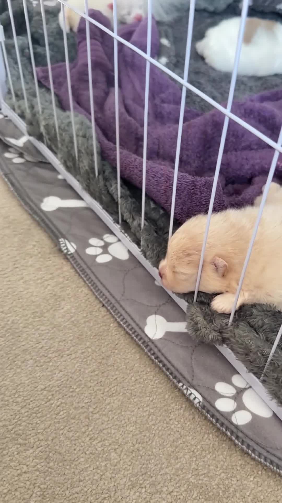 Pomeranian dogs for sale: Pomeranian puppies double coat Kc registered  - Video 1