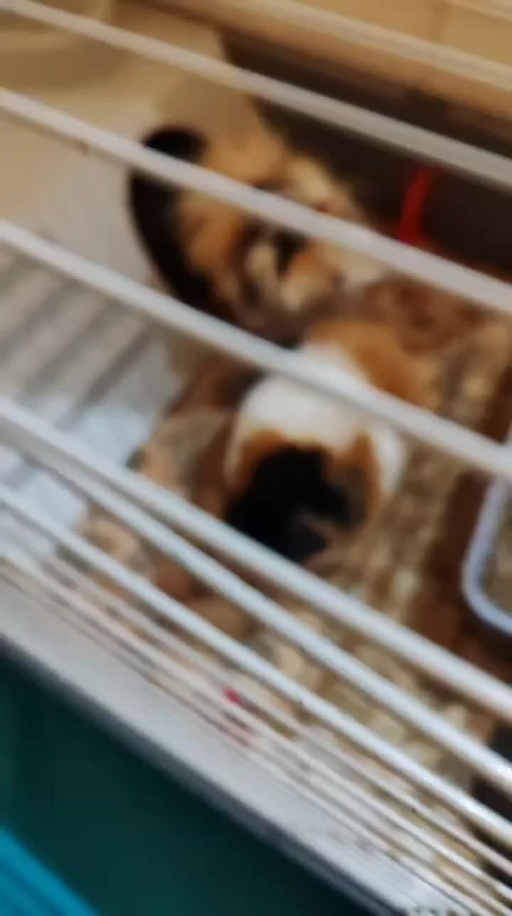 Guinea Pig rodents for sale: 2 lovely male guinea pigs need new home full setup in Uxbridge - Video 1
