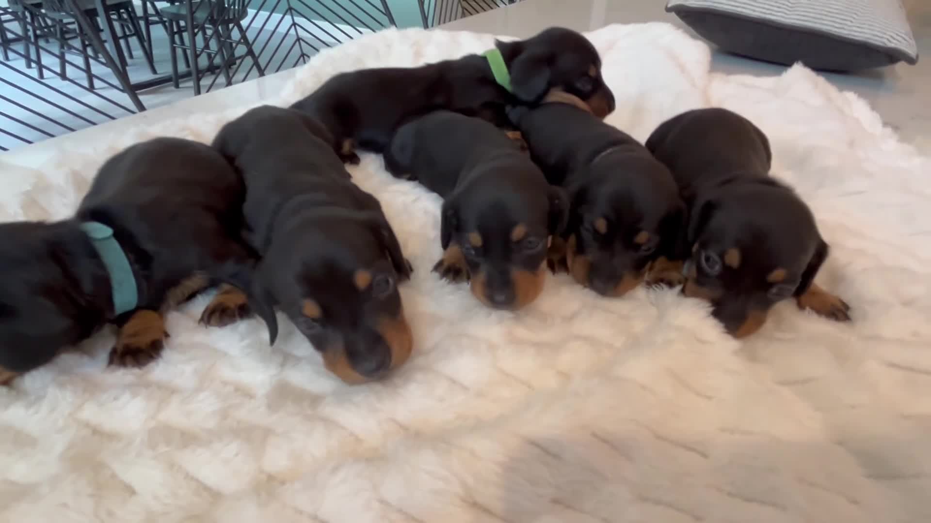 Miniature Dachshund dogs for sale: 6 beautiful KC Mini Dachshunds-fantastic pedigree  - Video 1