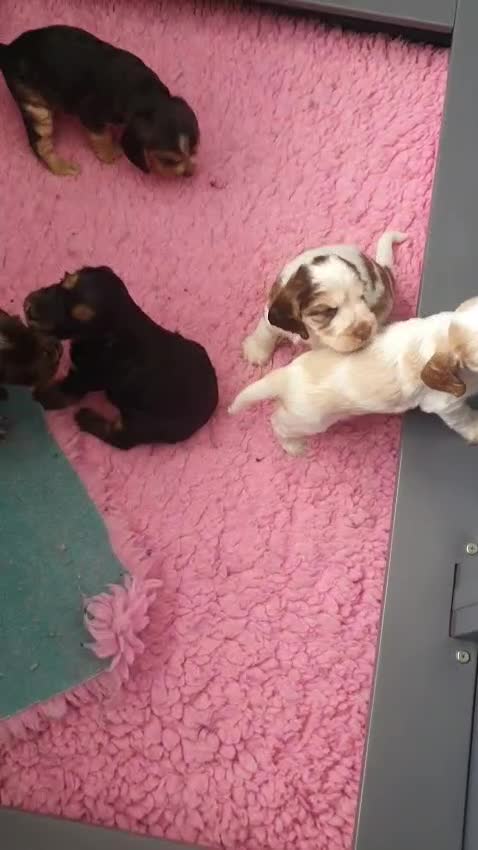 Cocker Spaniel dogs for sale: Gorgeous KC Health Tested Show Pups - Video 1