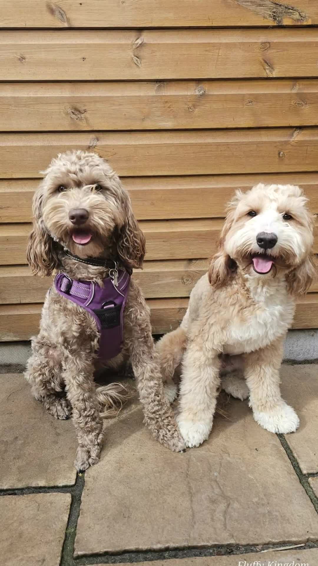 Australian Labradoodle dogs for sale: Healthy tested true Australian Labradoodle pups - Video 1