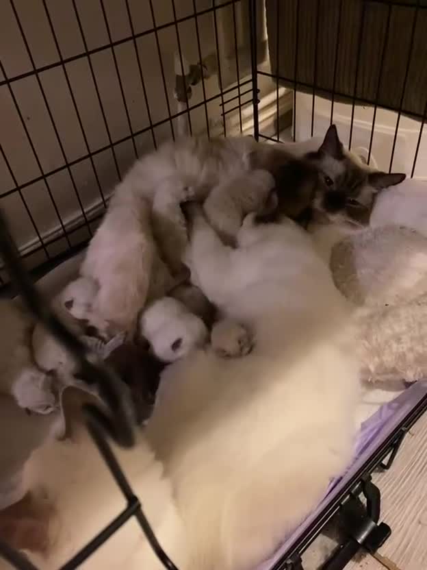 Ragdoll cats for sale: beautiful Ragdoll Cats looking for lovely families - Video 1