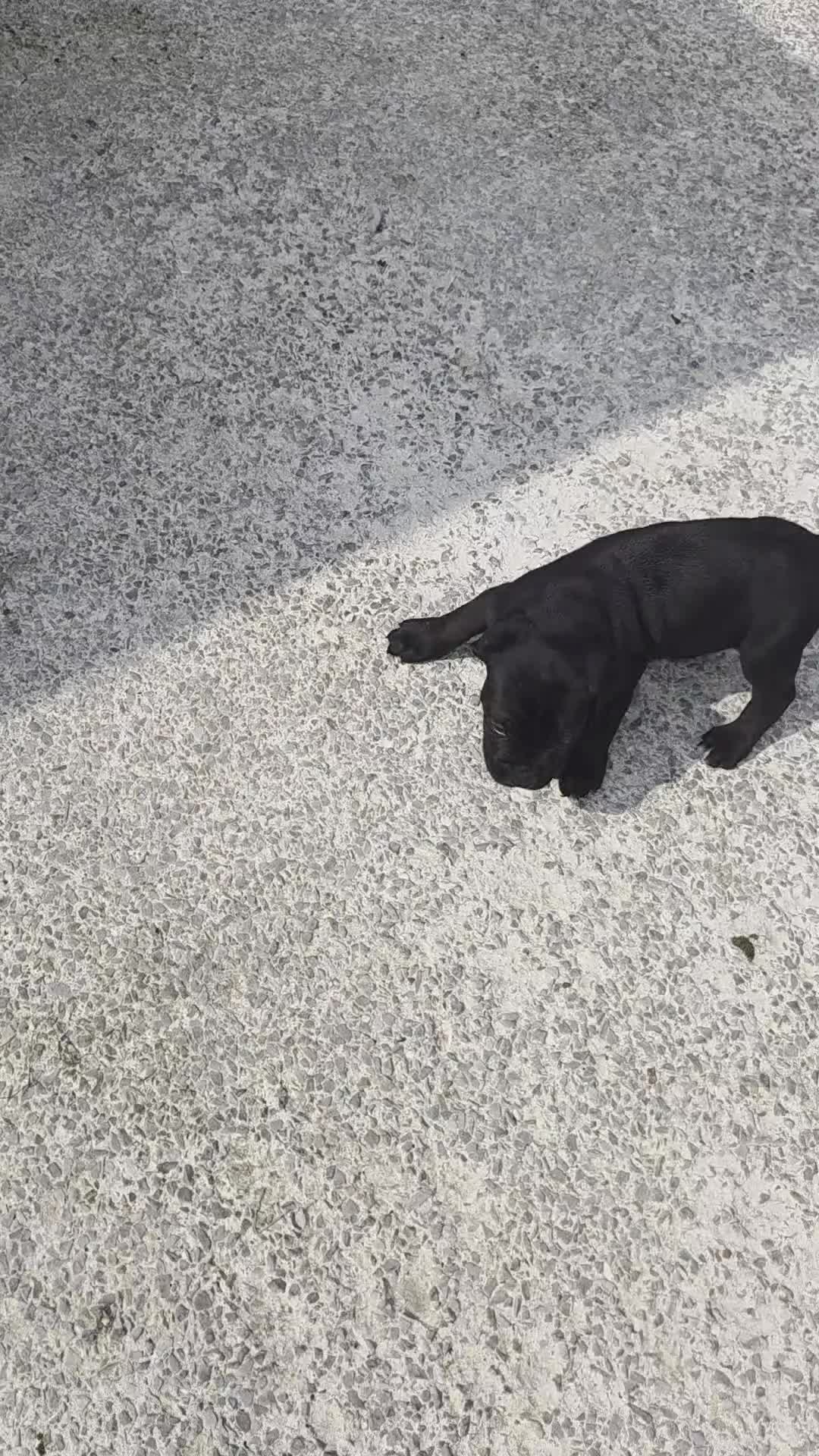 Cane Corso dogs for sale: Pure Bred Cane Corso Pups - Video 1