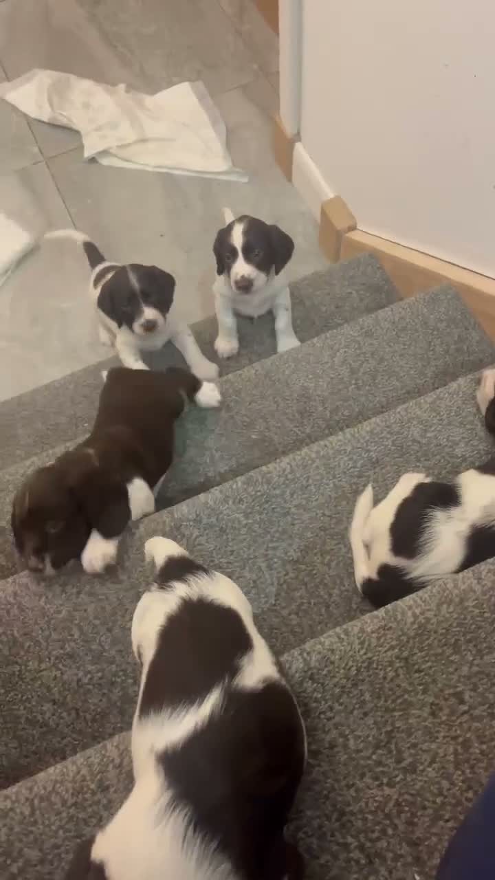 English Springer Spaniel dogs for sale: Gorgeous Family-Raised Springer Spaniel Puppies - Video 1