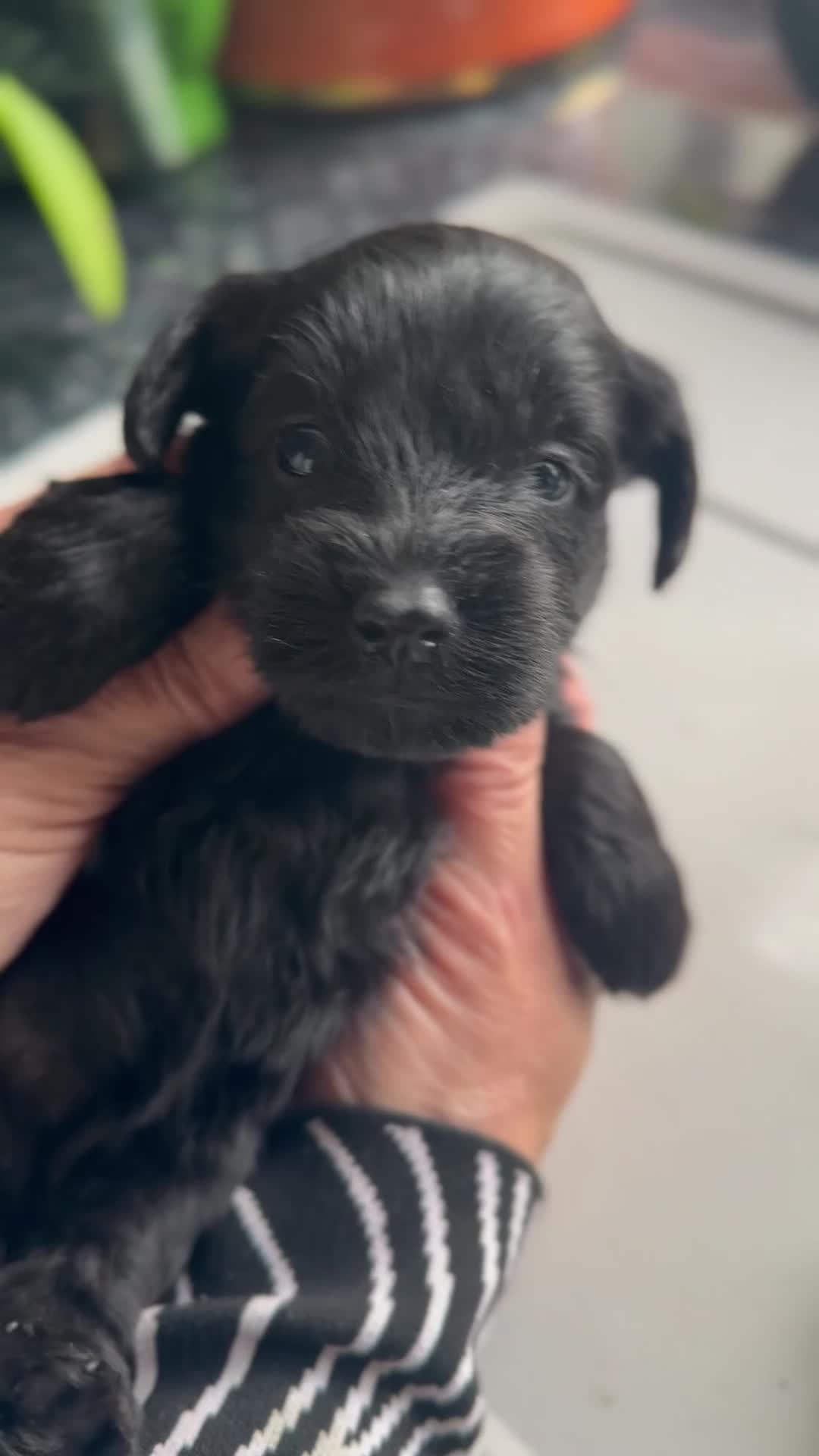 Schnoodle dogs for sale: Stunning miniature Schnoodle puppies - Video 1