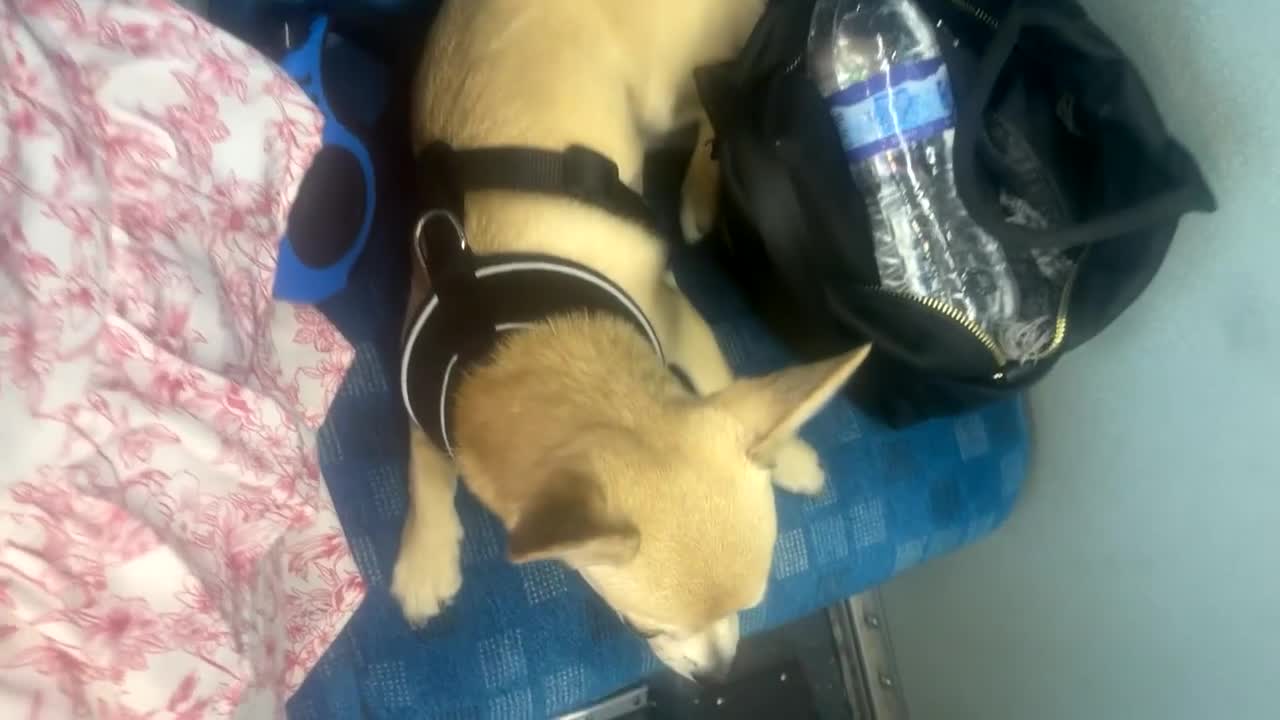 Chihuahua dogs for sale: Hi this is bear  - Video 2