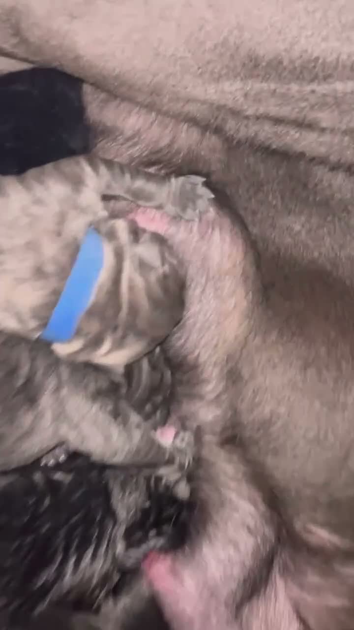 Cane Corso dogs for sale: Cane Corso puppies - Video 2