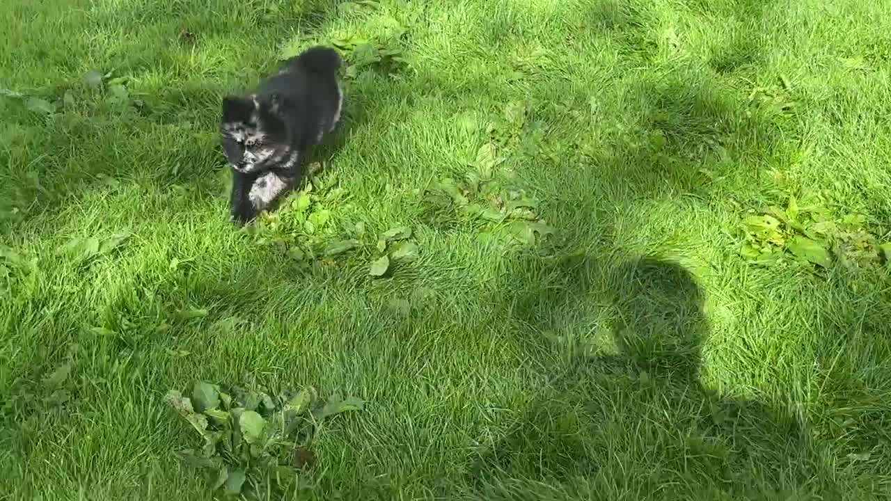 Siberian Husky dogs for sale: Stunning exotic colour chowsky puppies for sale - Video 1