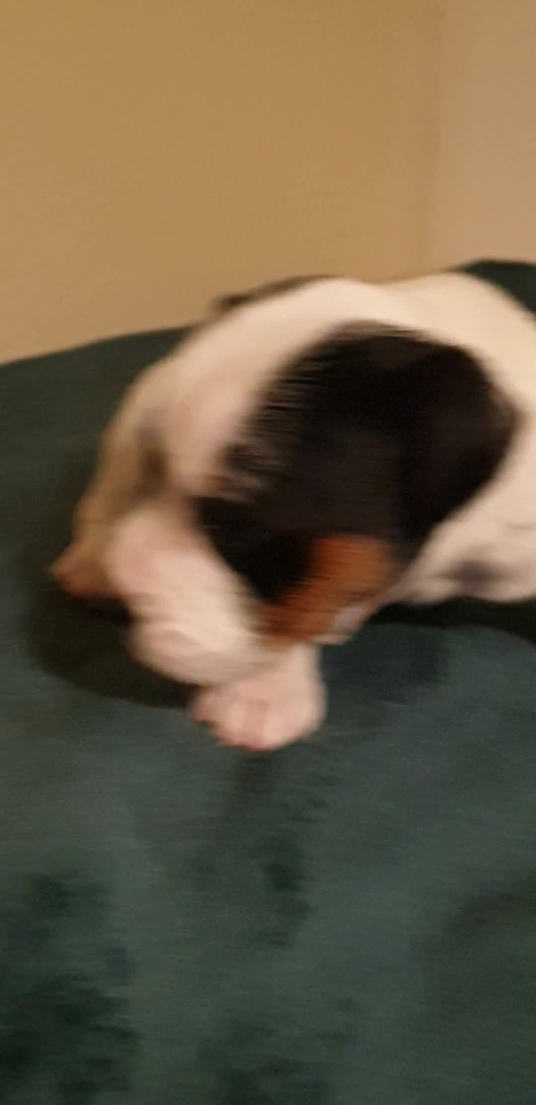 Parson Russell dogs for sale: Litter Of KC Reg.Parson Terrier Pups.  - Video 4