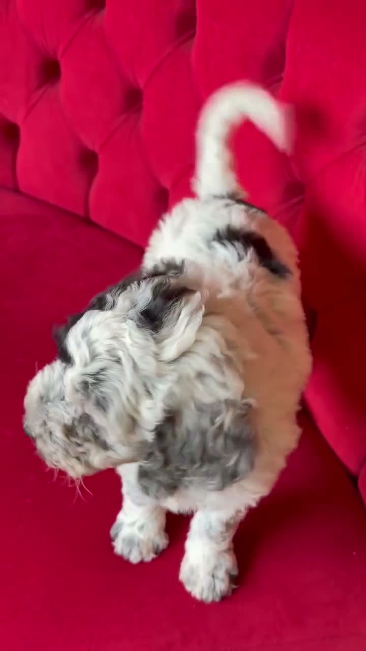 Sheepadoodle dogs for sale: Midi Sheepadoodle Girls READY NOW  - Video 2
