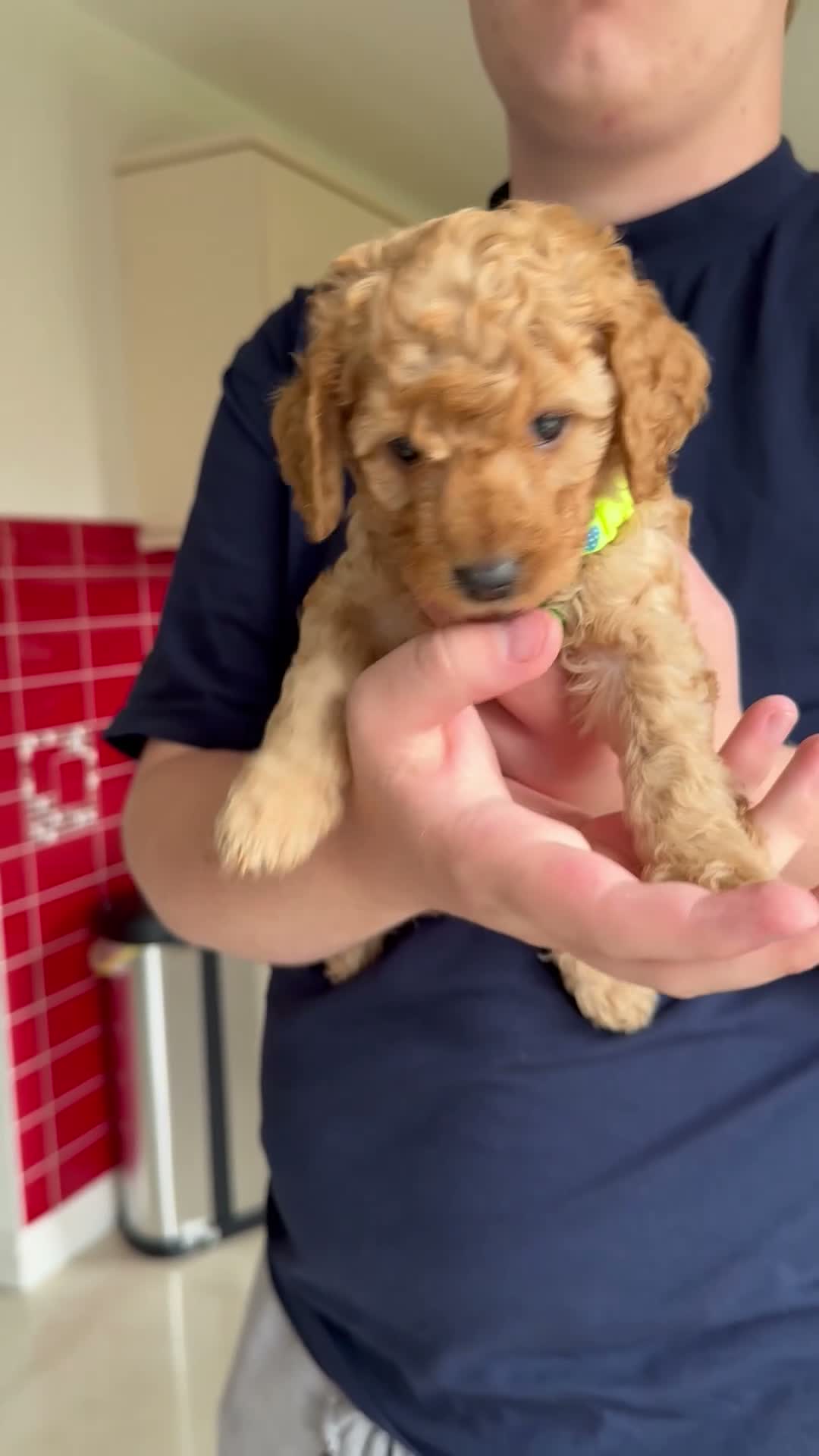 Cockapoo dogs for sale: Cockapoo puppies for sale in Craigavon - Video 3