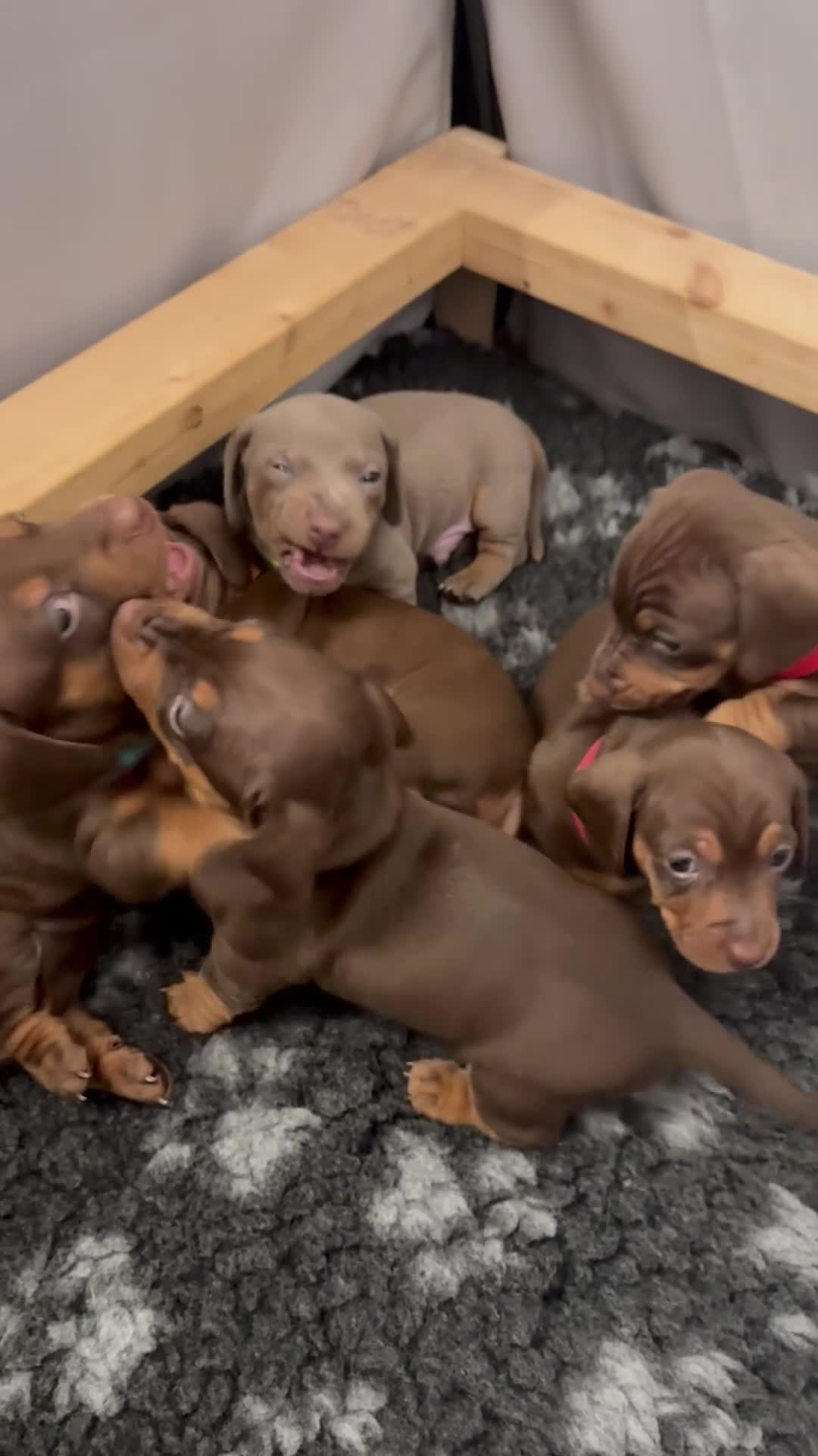 Miniature Dachshund dogs for sale: Miniature dachshund puppies  - Video 1