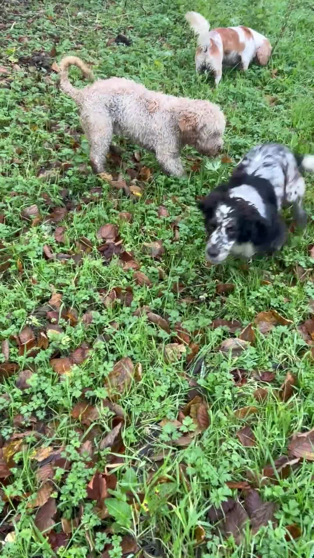 Cockapoo dogs for sale: New Home Required For Male Cockapoo  - Video 1