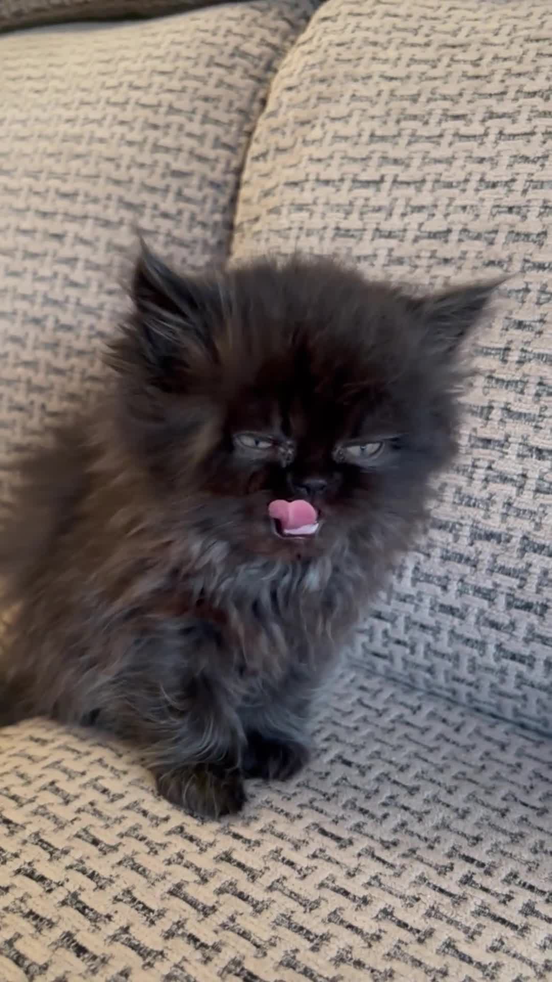 Persian cats for sale: Persian Kittens - Video 2