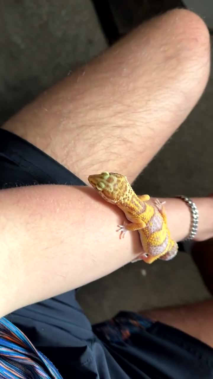 Leopard Gecko reptiles for sale: Leopard gecko and full enclosure for sale  - Video 2