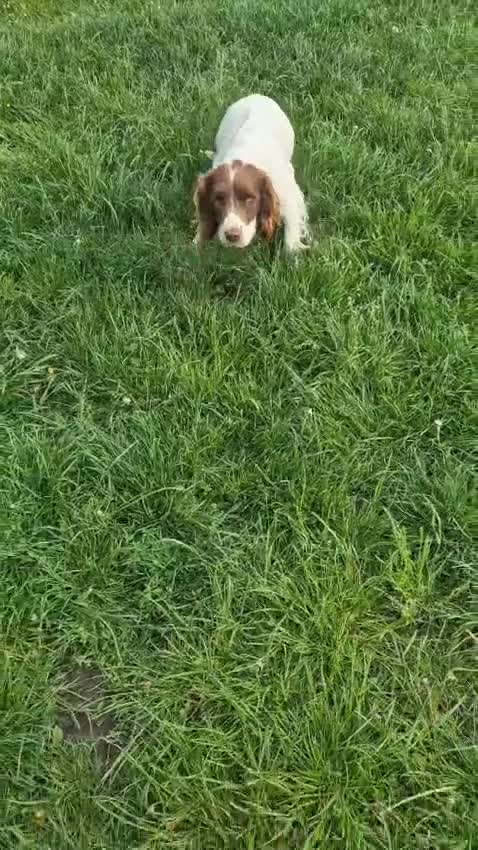 Springador dogs for sale: LAST Female springador for SALE - Video 3