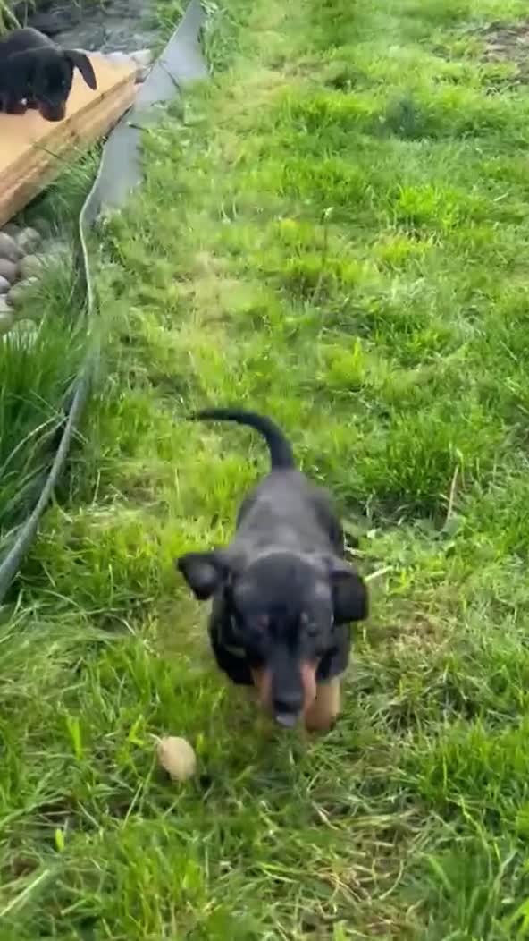 Miniature Dachshund dogs for sale: AVAILABLE NOW! Little Legs & Big Hearts - Video 1