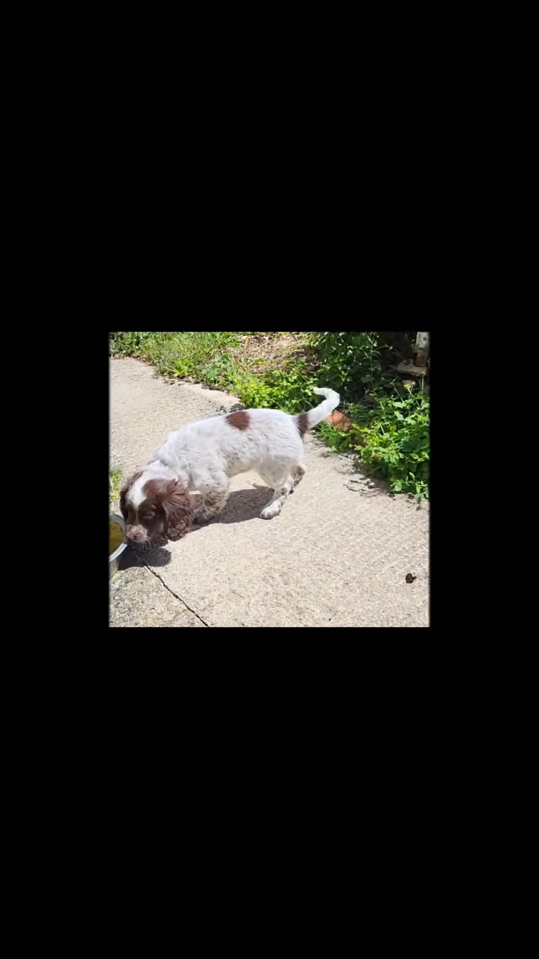 Mixed Breed dogs for sale: Cocker x sprollie  - Video 1