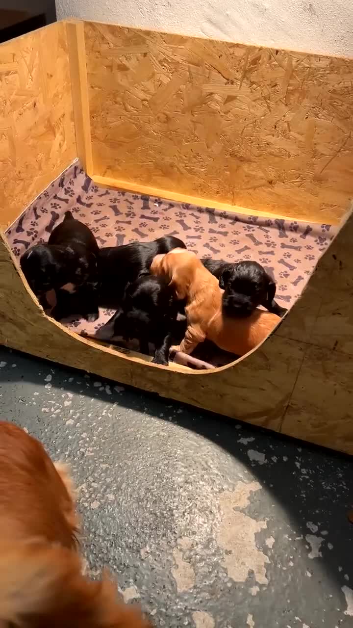 Cocker Spaniel dogs for sale: Working Cocker Spaniel Pups - Video 2