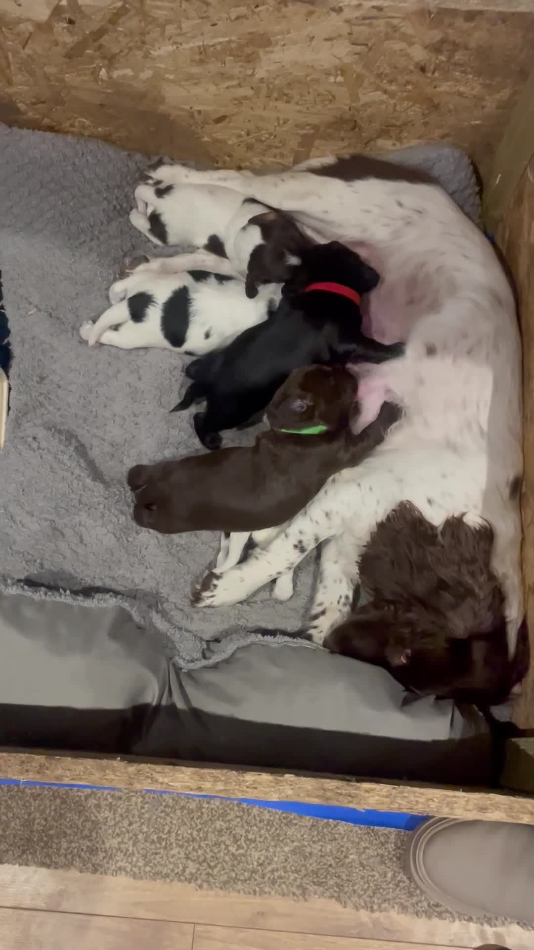 Cocker Spaniel dogs for sale: Beautiful Litter of 5 working cocker spaniels - Video 2