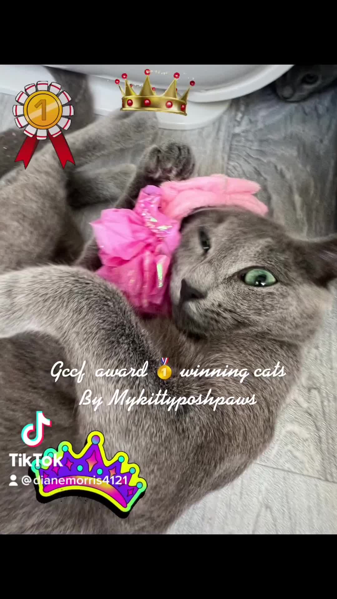 Russian Blue cats for sale: 🥇GCCF AWARD WINNING RUSSIAN BLUES M&F 16 & 9 WKS - Video 3