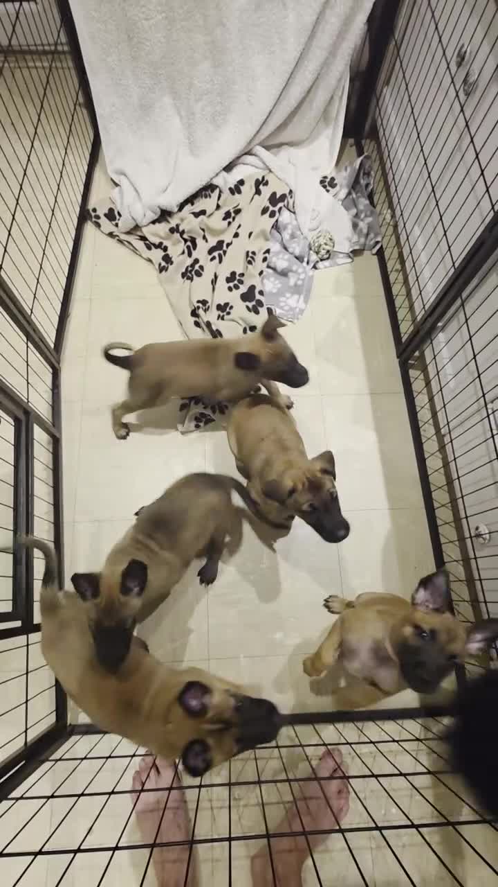 Belgian Shepherd Dog dogs for sale: Belgian malinois  - Video 2