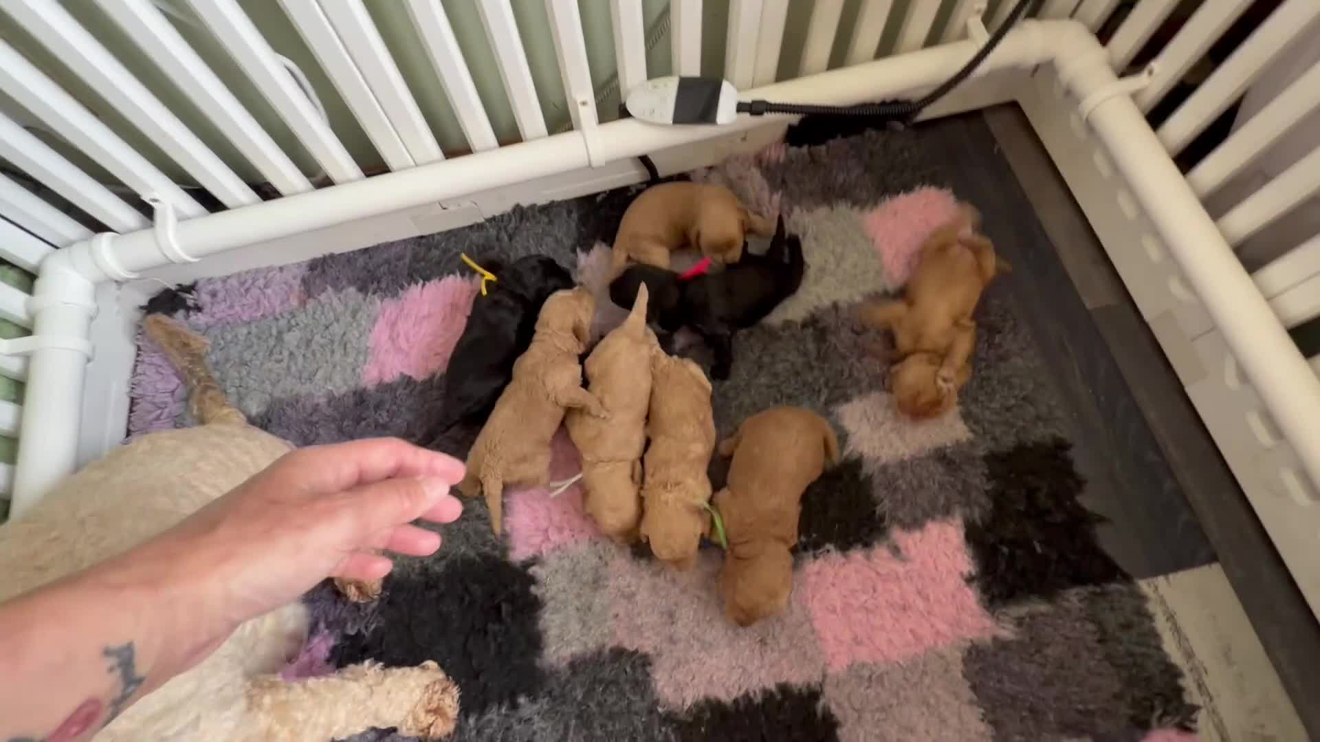 Cockapoo dogs for sale: LICENSED BREEDER 1 male F2b Cockapoo left - Video 2
